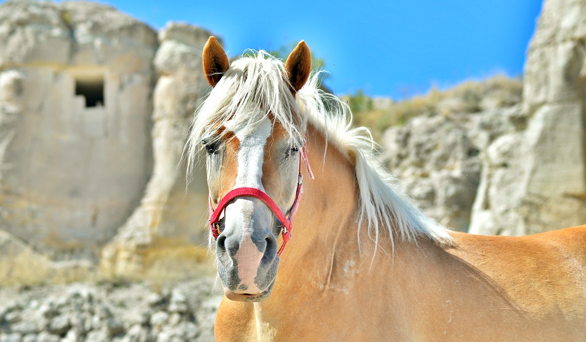 CAPPADOCIA HORSE RIDING
